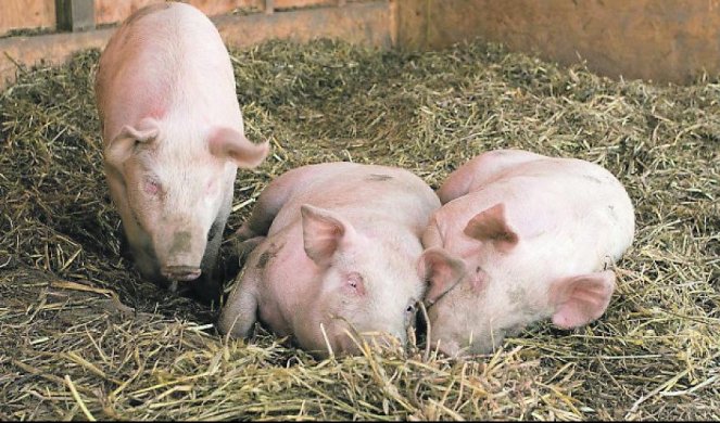 BANAT U STRAHU OD AFRIČKE KUGE: Smrtonosna bolest, koja ugrožava svinje, ozbiljno se približava Srbiji! 